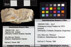 Foto (Objket + Etiketten) von Ululapagurus oroszyi (Fraaije et al., 2019) 